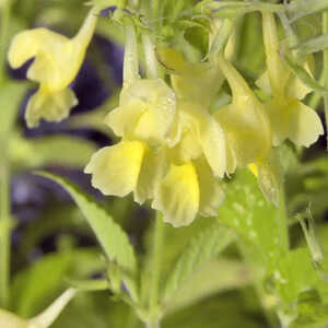 NEPETA govaniana