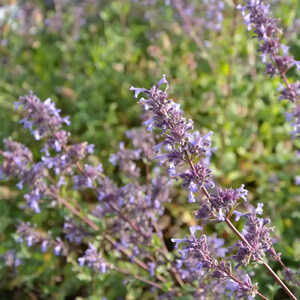 NEPETA grandiflora 'Bramdean'