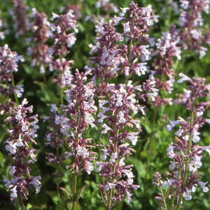 NEPETA grandiflora 'Dawn to Dusk'