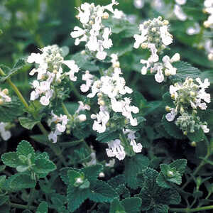 NEPETA racemosa alba