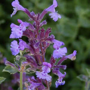 NEPETA 'Walker's Low' (Faassenii Group)