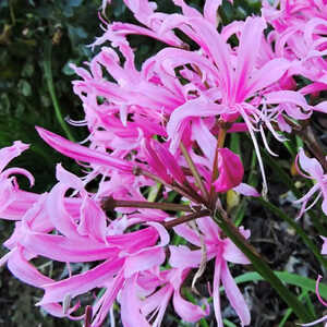 NERINE bowdenii