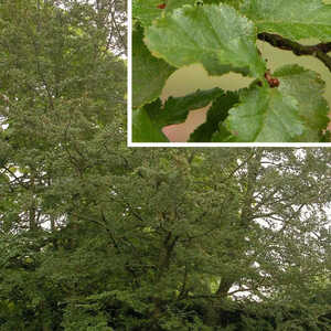 NOTHOFAGUS antartica