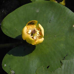 NUPHAR lutea