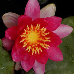 NYMPHAEA  'Escarboucle'