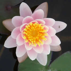 NYMPHAEA  'Marliacea Carnea'