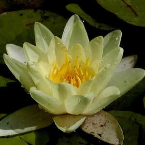 NYMPHAEA  'Marliacea Chromatella'