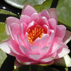 NYMPHAEA  'Mme Wilfron GonnÃ¨re'