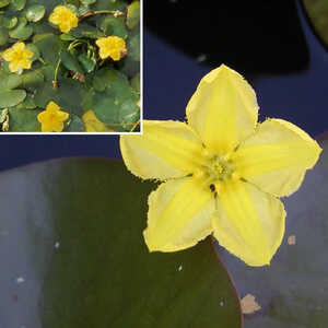 NYMPHOIDES peltata