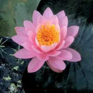 NYMPHAEA 'Princess Elisabeth'