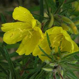 OENOTHERA 'Cold Crick'