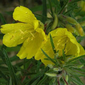 OENOTHERA 'Cold Crick'