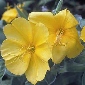 OENOTHERA drumondii