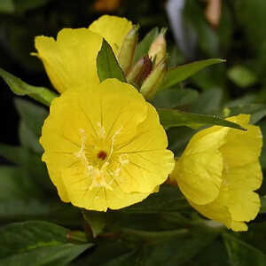 OENOTHERA fruticosa 'Camel'