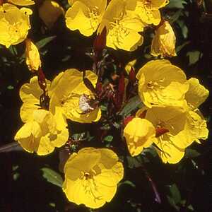 OENOTHERA fruticosa 'Sonnenwende'