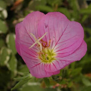 OENOTHERA speciosa 'Rosea' (berlandieri)