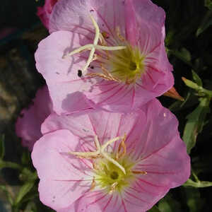 OENOTHERA speciosa