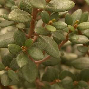 OLEARIA coriacea