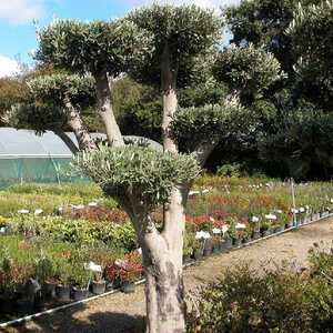 OLEA europea (Plateau tronc vieillissant)