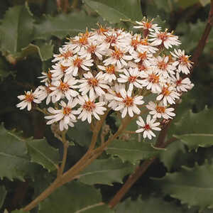 OLEARIA macrodonta 'Major'