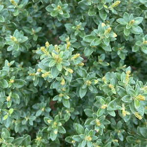 OLEARIA nummulariifolia