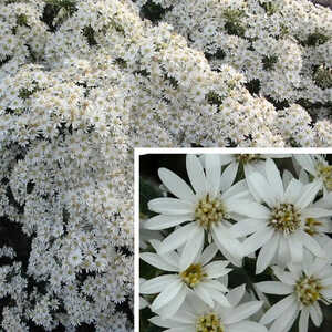 OLEARIA x scilloniensis