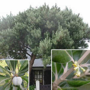 OLEARIA traversii