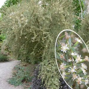 OLEARIA virgata