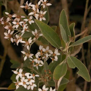 OLEARIA 'Waikariensis'