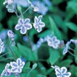 OMPHALODES cappadocica 'Starry Eyes'