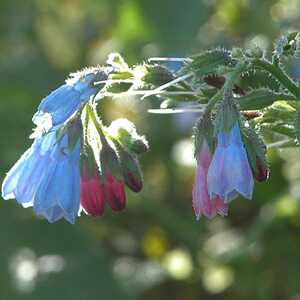OMPHALODES verna