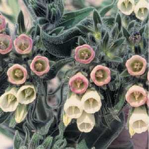 ONOSMA alborosea