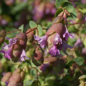 ORIGANUM 'Amethyst Falls'