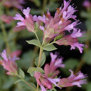 ORIGANUM 'Bristol Cross'