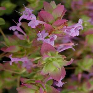 ORIGANUM 'Buckland'