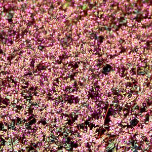 ORIGANUM laevigatum