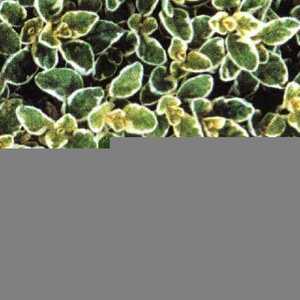 ORIGANUM vulgare 'Country Cream'