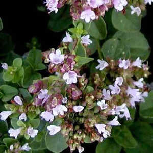 ORIGANUM vulgare