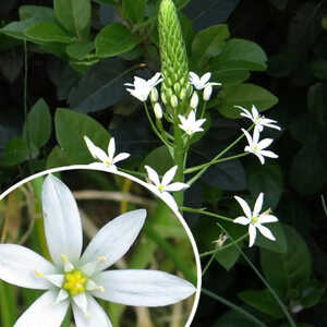 ORNITHOGALUM magnum (lot de 3)