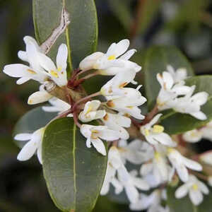 OSMANTHUS x burkwoodii