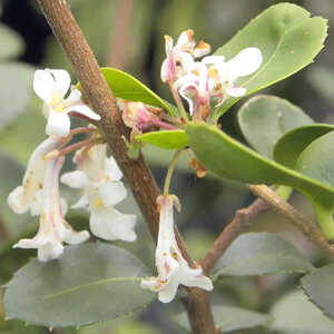 OSMANTHUS delavayi 'Latifolius'