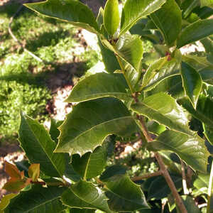 OSMANTHUS x fortunei