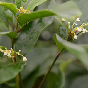 OSMANTHUS fragans