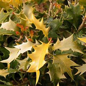 OSMANTHUS heterophyllus 'Aureus'