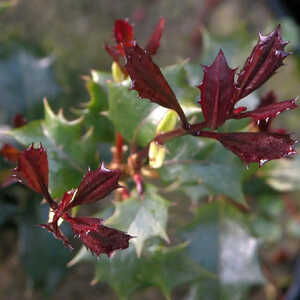 OSMANTHUS heterophyllus 'Purpureus'