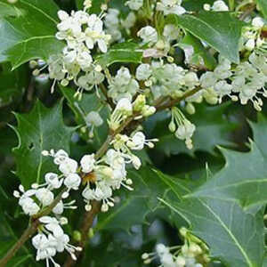 OSMANTHUS heterophyllus