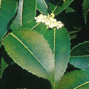 OSMANTHUS serrulatus