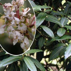 OSMANTHUS yunnanensis