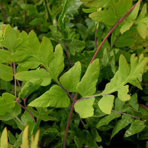 OSMUNDA regalis 'Purpurascens'