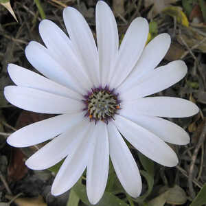 OSTEOSPERMUM 'Snow Pixie'